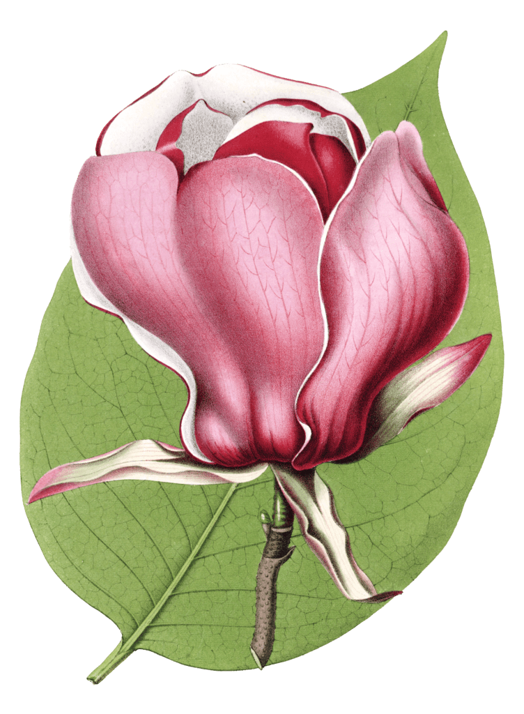 magnolia flower illustrations