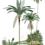 maximiliana palm and cocount tree