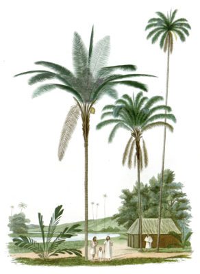 maximiliana palm and cocount tree