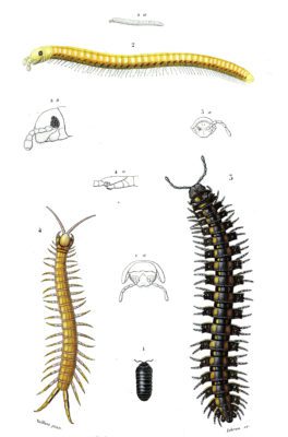 milipedes illustration by Charles d Orbigny
