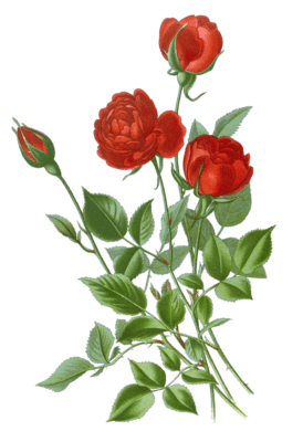 Red rose with buds