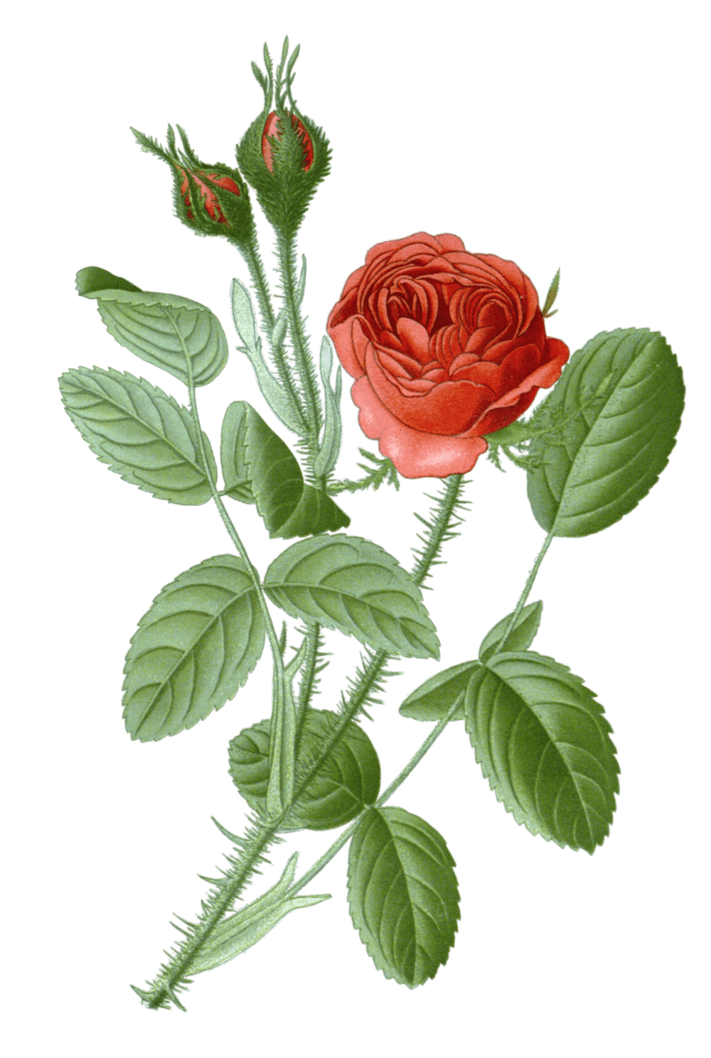 hybrid tea rose - Free Vintage Illustrations