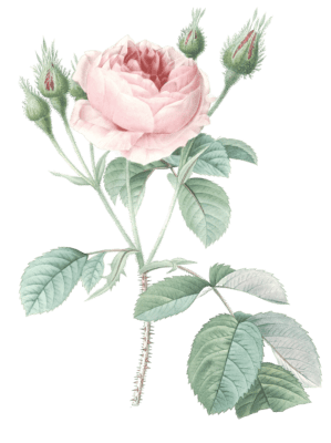 muscosa rose flower vintage illustration