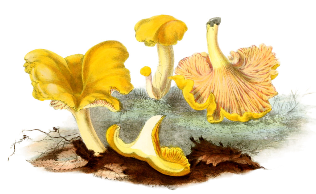 Vintage Illustration of Yellow mushroom