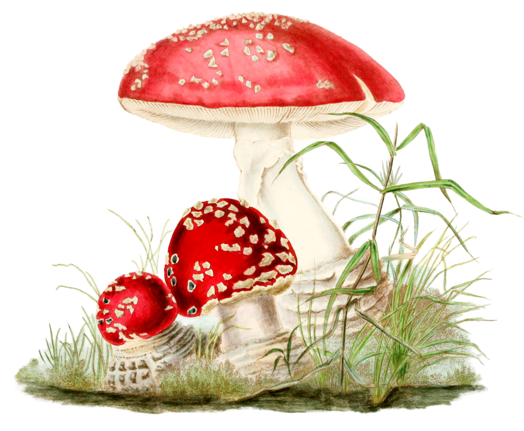 mushroom fungi agaricus muscarius
