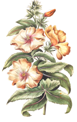 musk hibiscus flower vintage illustration