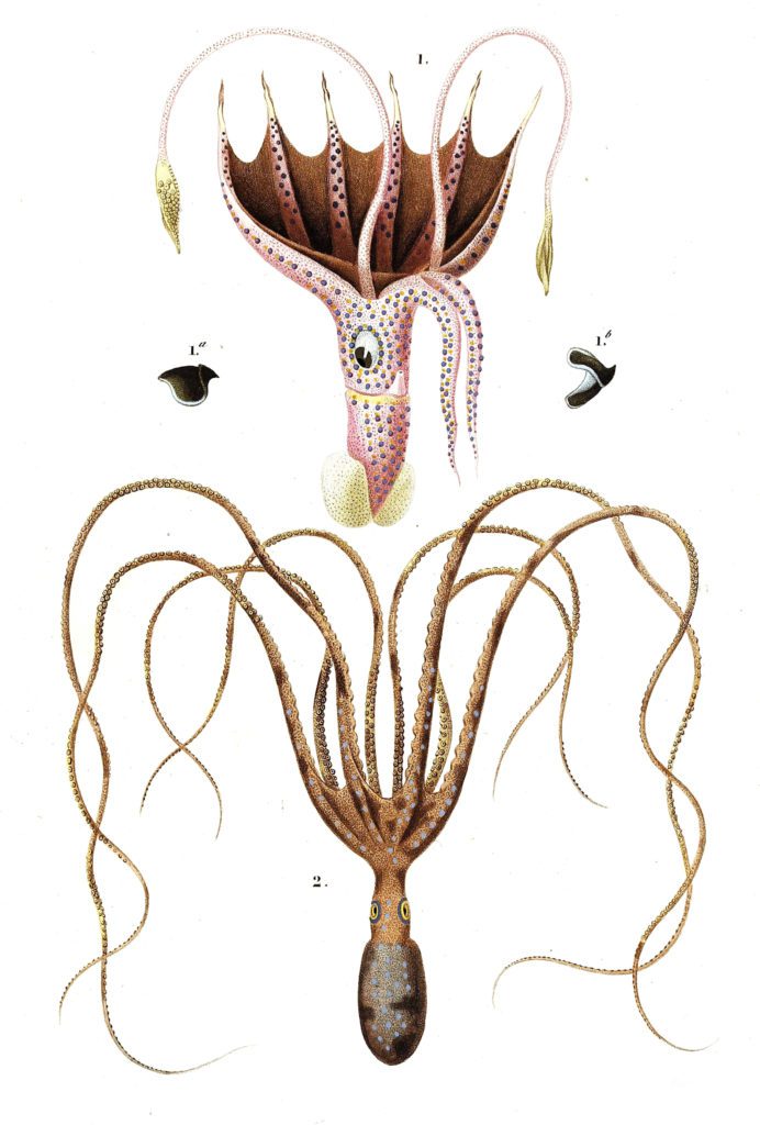 octopus illustration by Charles d Orbigny