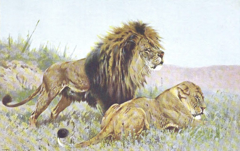 painting of lions in the grass 1912 Lydekker RichardBy Richard Lydekker