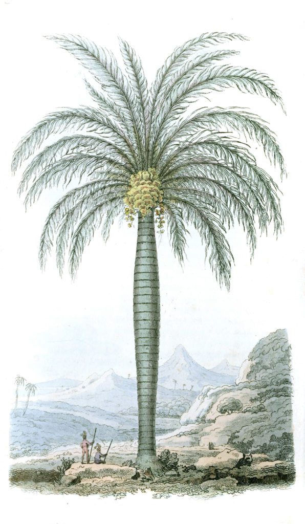 palm tree 1