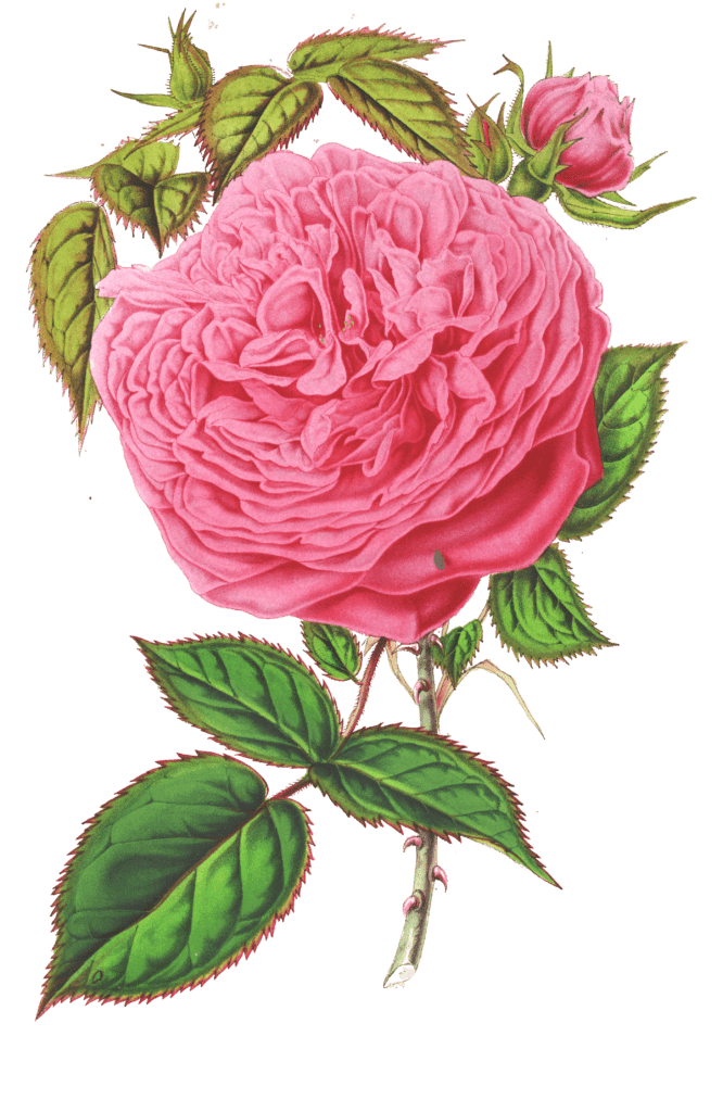 pink rose flower illustrations