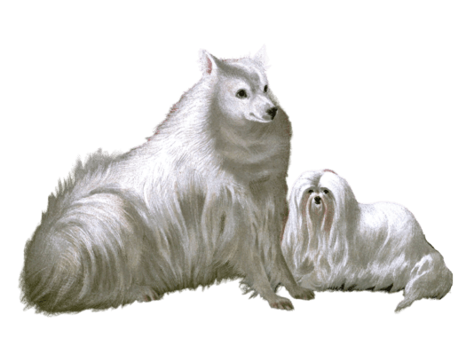 pomeranian dog and maltese dog illustration by Vero Shaw