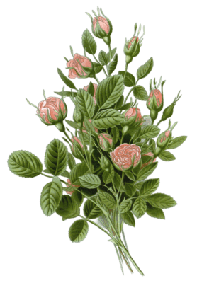 pompon rose