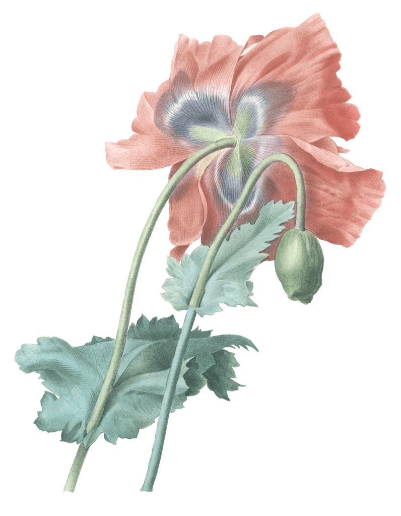 poppy flower vintage illustration