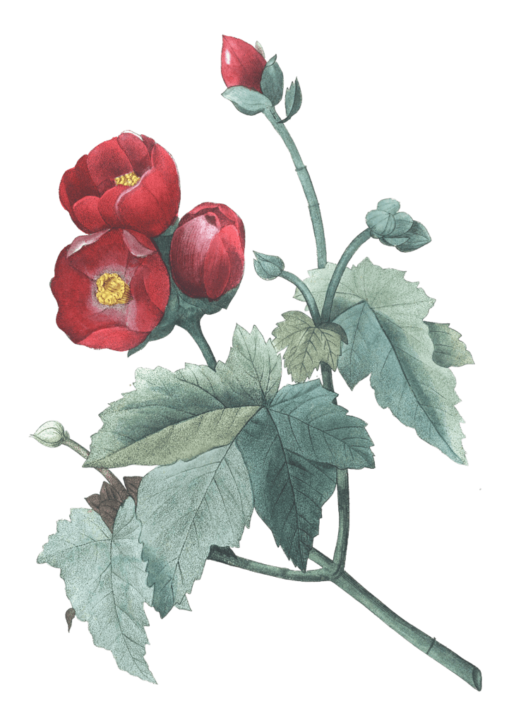 red poppy flower vintage illustration