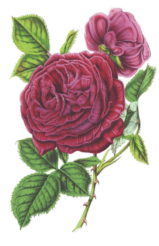 red rose flower illustrations