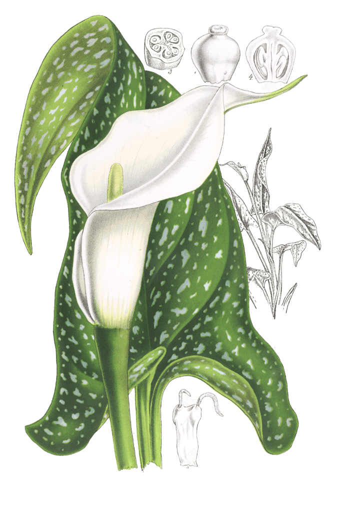 ricbaidia albo maculata flower illustrations