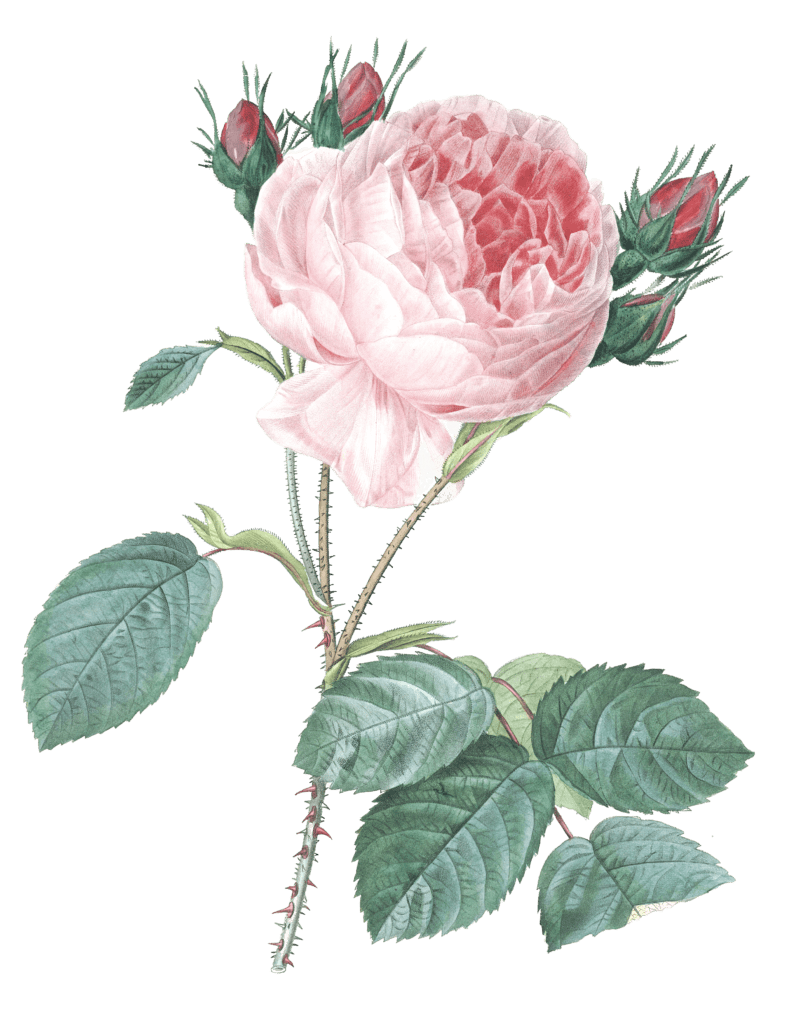 rose centifolia flower vintage illustration