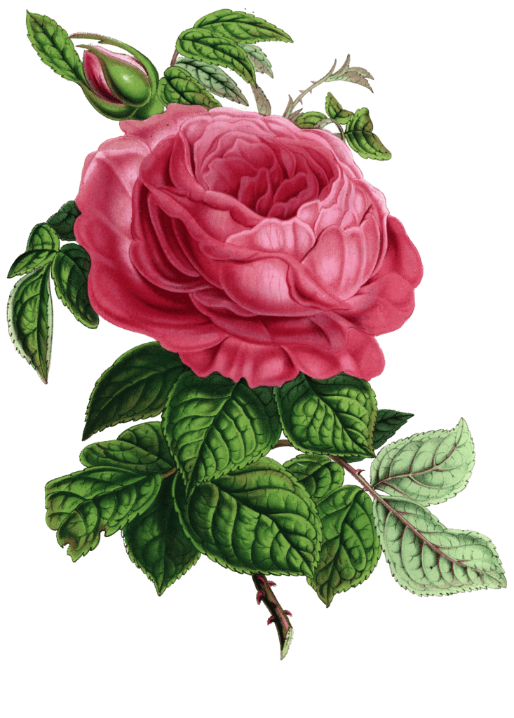 rose marie chiery flower illustrations