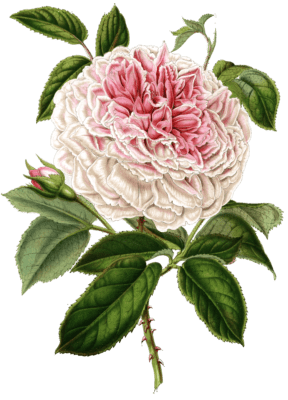 rose marie flower illustrations