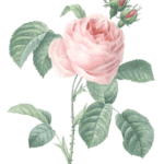 rose pink flower vintage illustration