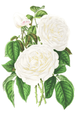 rose white flower illustrations