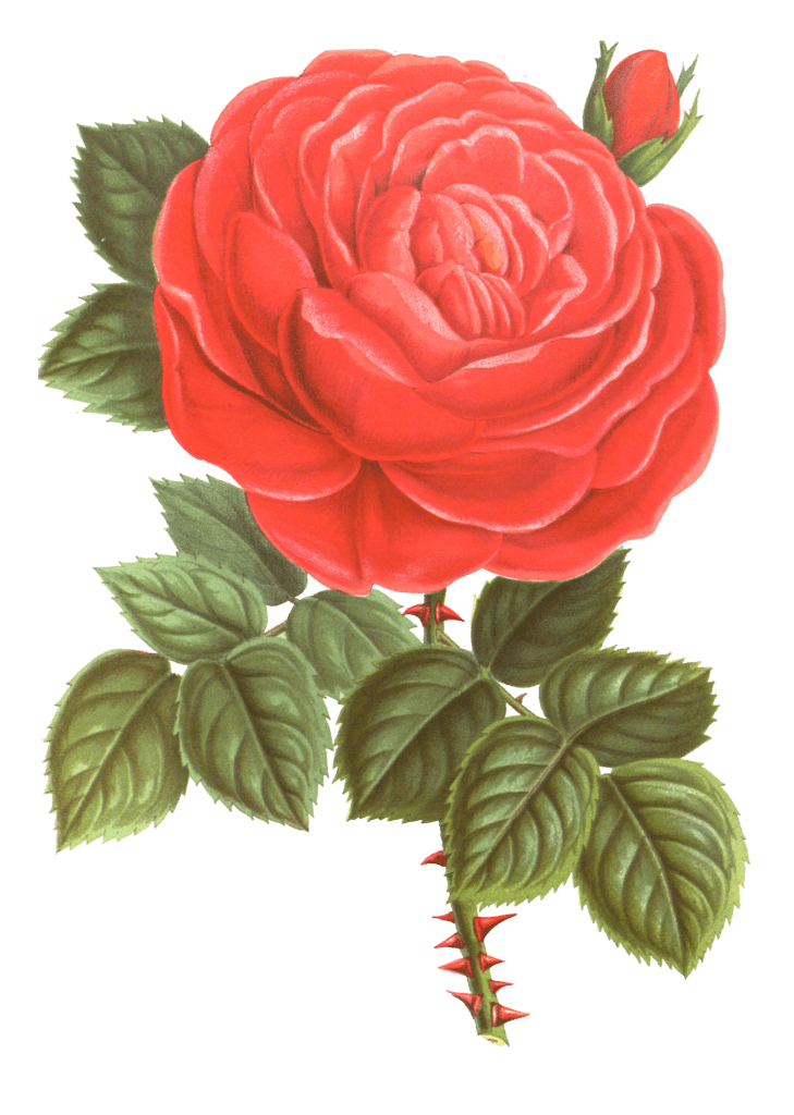 rosier hybride flower illustrations
