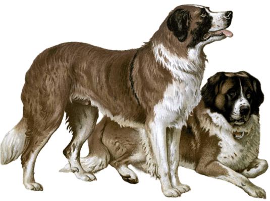 rough coated st bernards illustration by Vero Shaw