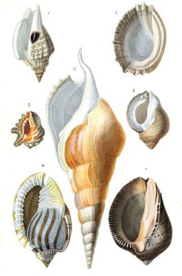 sea shells 1 illustration by Charles d Orbigny