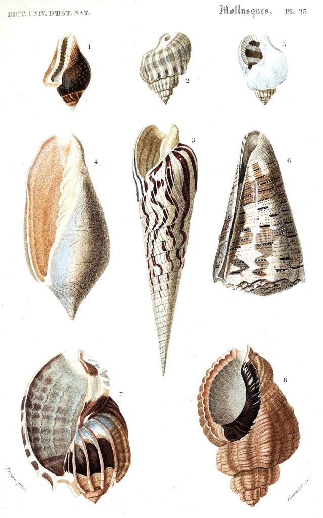 sea shells 2 illustration by Charles d Orbigny