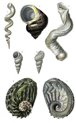 shells illustration by Charles d Orbigny