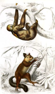 sloth and possum illustration by Charles d Orbigny