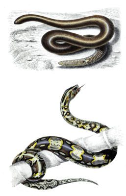 snakes 2 illustration by Charles d Orbigny