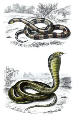 snakes illustration by Charles d Orbigny