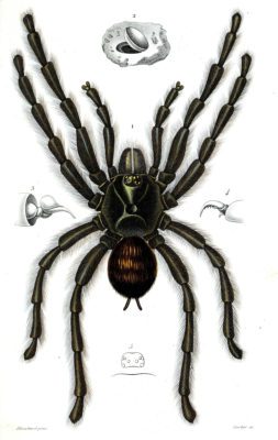spider illustration by Charles d Orbigny