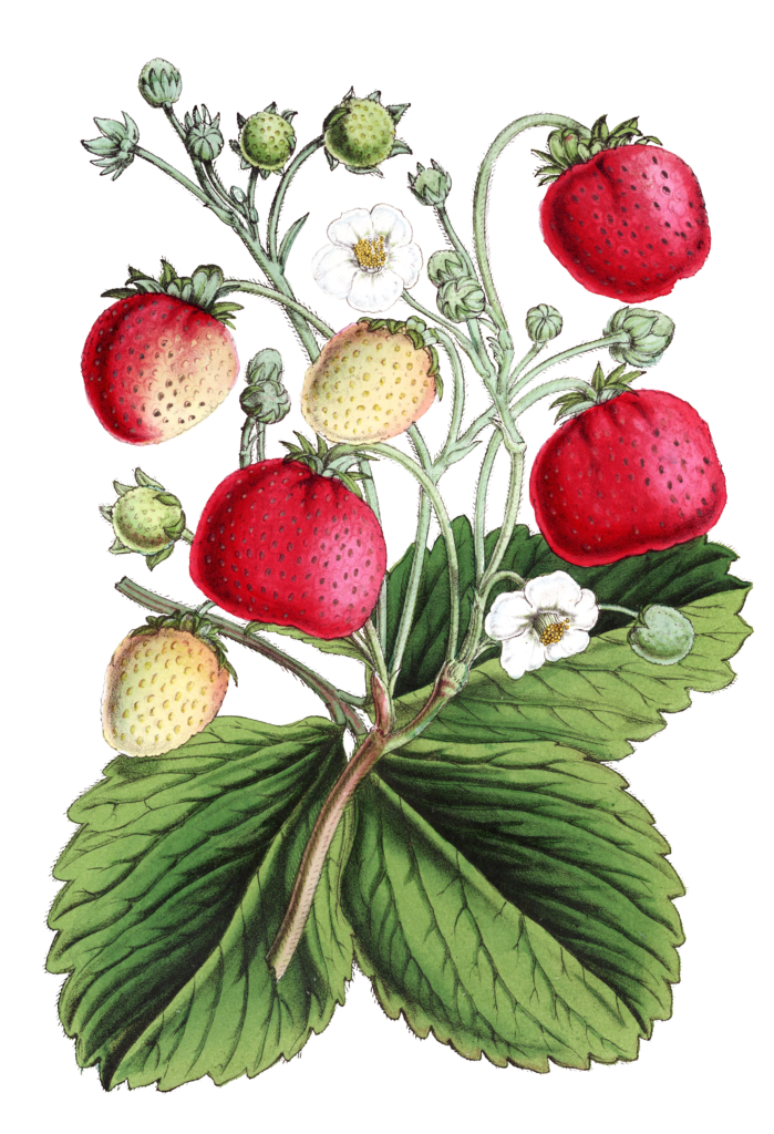 strawberries flower illustrations
