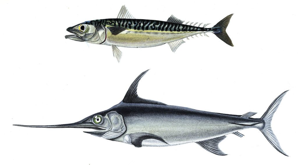 sword fish illustration by Charles d Orbigny