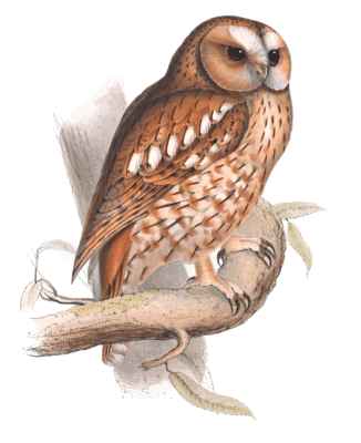 tawny or wood owl