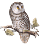 tengmalms owl