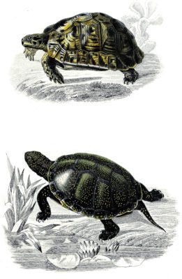 tortise illustration by Charles d Orbigny