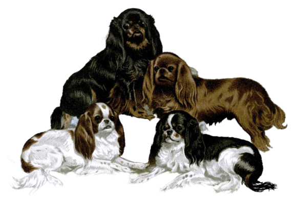 toy spaniel dogs illustration by Vero Shaw