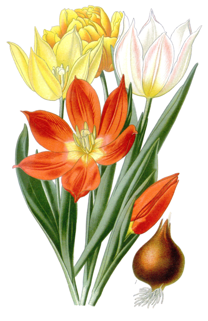 tulipa suaveolens tulip flower vintage illustration