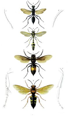 wasp illustration by Charles d Orbigny
