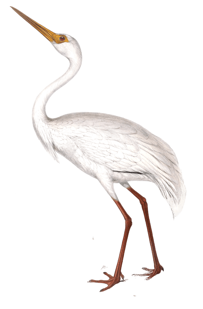 Vintage Illustrations Of Mantchurian Crane In Public Domain - Free ...