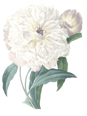 white peony flower vintage illustration