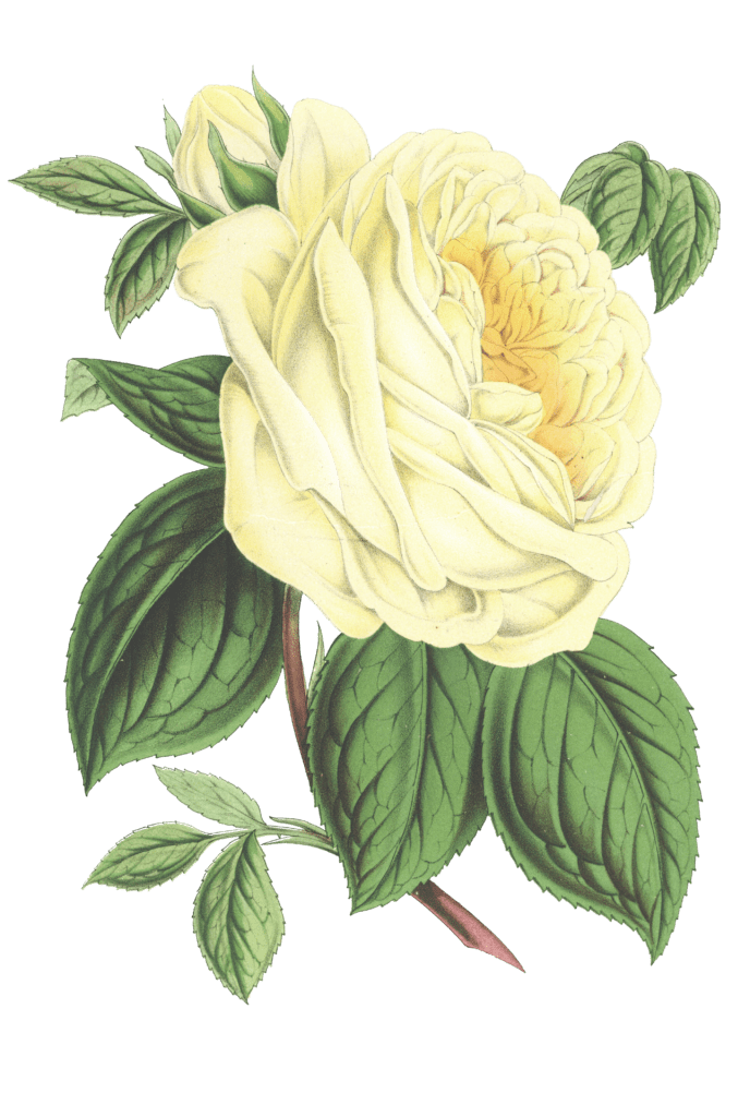 yellow rose 2 flower illustrations