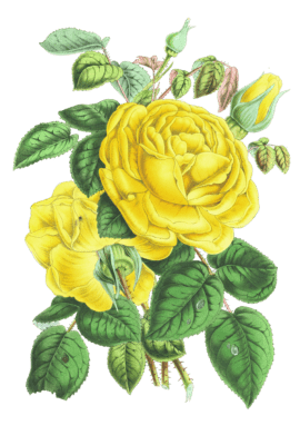 yellow rose flower illustrations