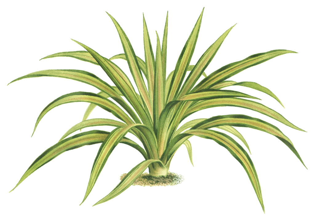 yucca gloriosa