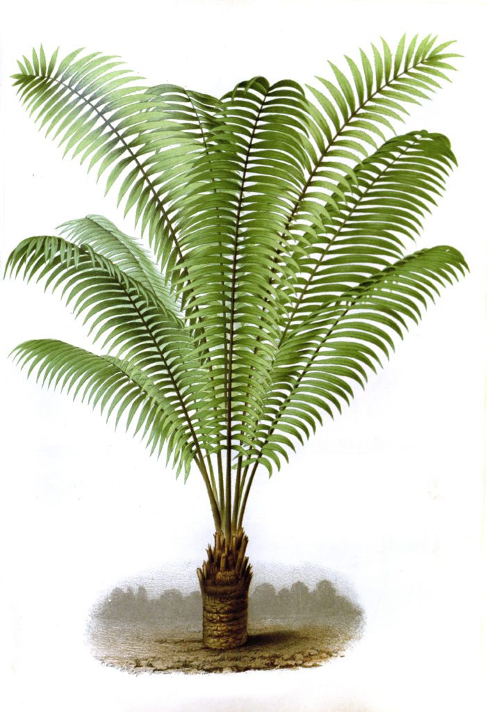 zamia lindeni palm