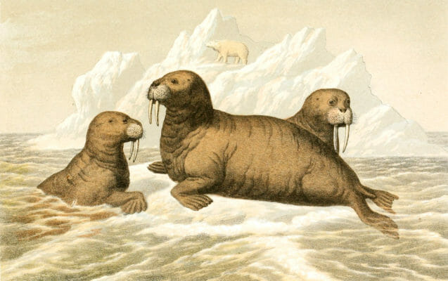 3 Walrus Vintage illustration