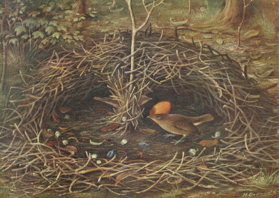 A Bowerbirds Playground Vintage Illustration